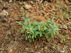 Polygala erioptera