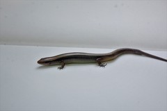 Scincella gemmingeri