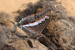 Charaxes saturnus