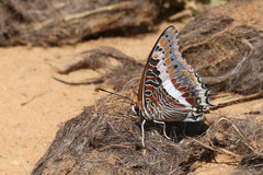 Charaxes saturnus