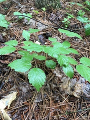 Viburnum rafinesqueanum