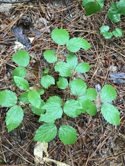 Viburnum rafinesqueanum