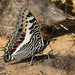 Charaxes castor flavifasciatus - Photo (c) Martin Grimm, algunos derechos reservados (CC BY-NC), subido por Martin Grimm