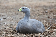 Cape Barren Goose photo 5