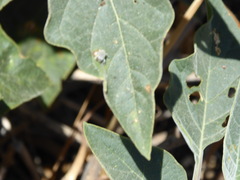 Trichobaris compacta