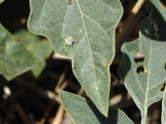 Trichobaris compacta