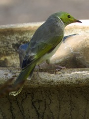 Ptilotula penicillata penicillata