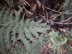 Leptopteris ×intermedia