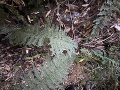 Leptopteris ×intermedia