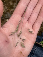 Poa piperi