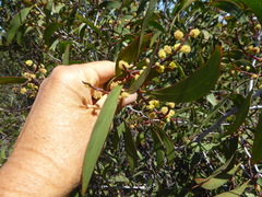 Phyllodineae