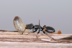 Cephalotes texanus