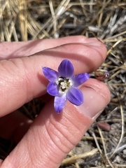 Brodiaea jolonensis