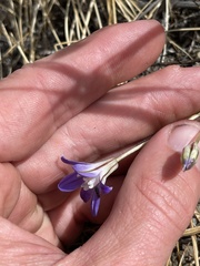 Brodiaea jolonensis