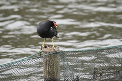 Gallinula chloropus