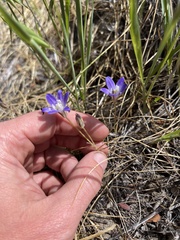 Brodiaea jolonensis
