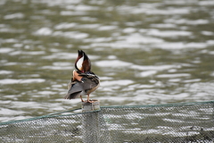 Aix galericulata