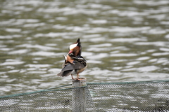 Aix galericulata
