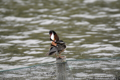 Aix galericulata