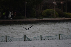 Phalacrocorax carbo