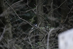 Copsychus saularis