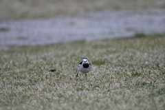 Motacilla alba