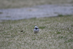Streptopelia chinensis