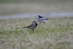 Motacilla alba