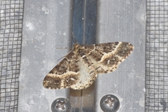 Harutalcis fumigata