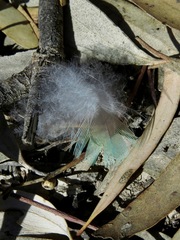 Psittaculidae