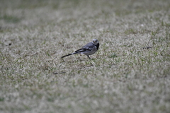 Motacilla alba