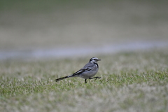 Motacilla alba