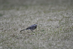 Motacilla alba