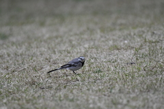 Motacilla alba