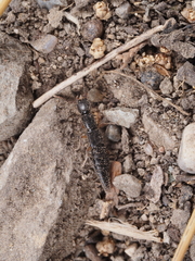 Ochthephilum densipenne