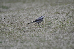 Motacilla alba