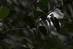 Zosterops simplex