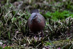 Streptopelia chinensis