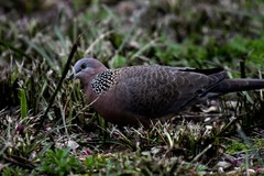 Streptopelia chinensis
