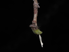 Coccotorus beijingensis