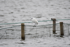 Egretta garzetta