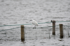Egretta garzetta