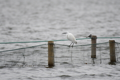 Egretta garzetta