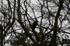 Turdus mandarinus
