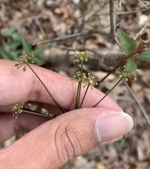 Zizia trifoliata