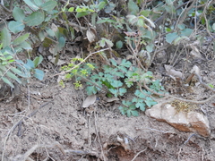 Tauschia kelloggii