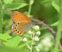 Coenonympha leander