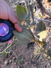 Ceanothus velutinus