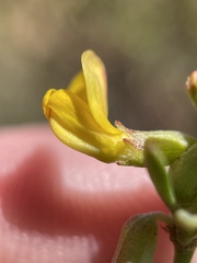 Acmispon dendroideus dendroideus