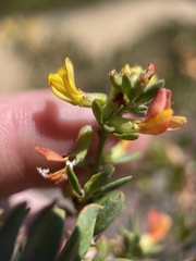 Acmispon dendroideus dendroideus